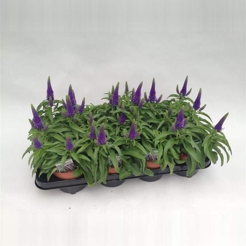 Lauko augalas veronika, daugiametis, Ø 12, 30 cm, lot. Veronica mix-0