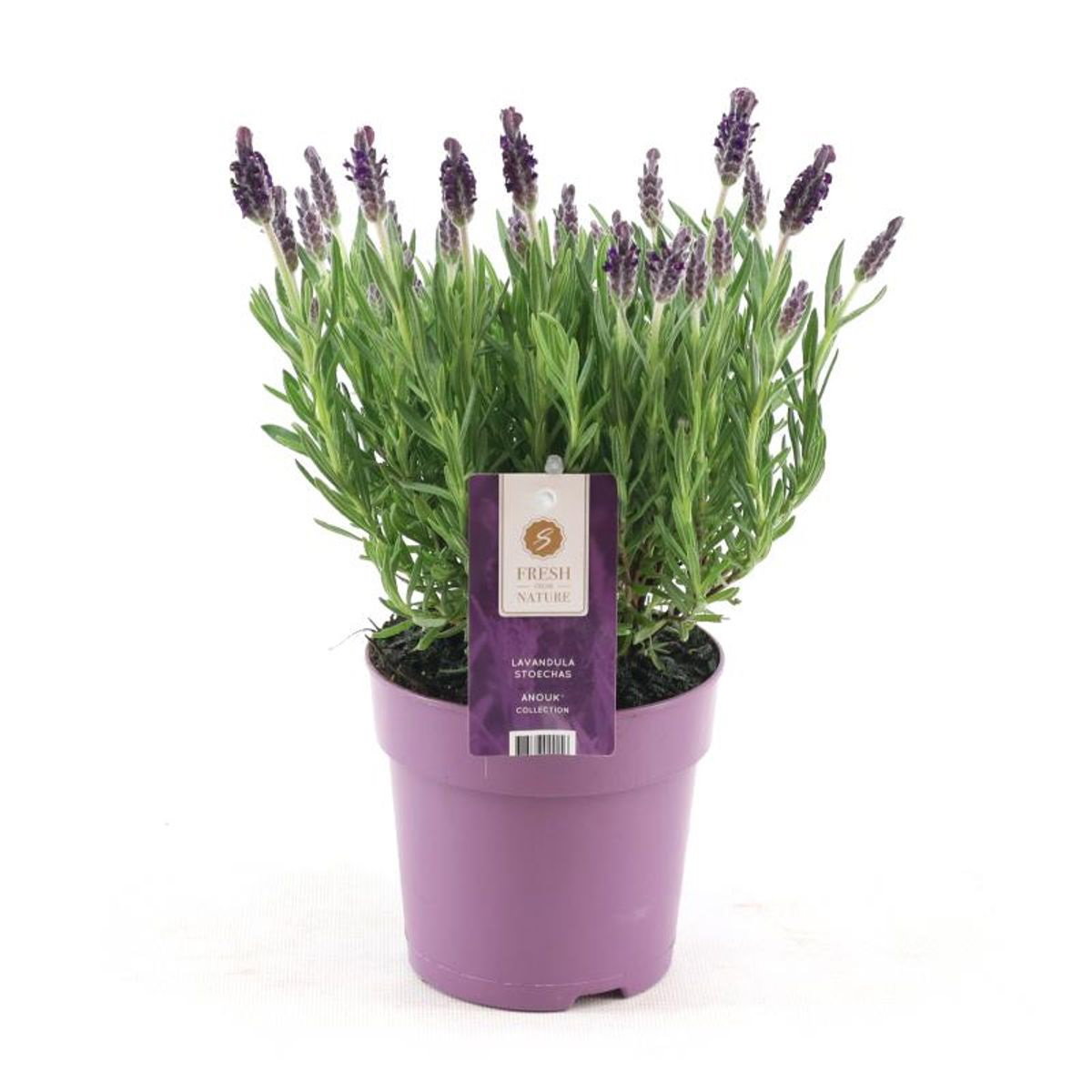 Lauko augalas levanda, daugiametis, Ø 12, 25 cm, lot. Lavandula sto. Anouk-0