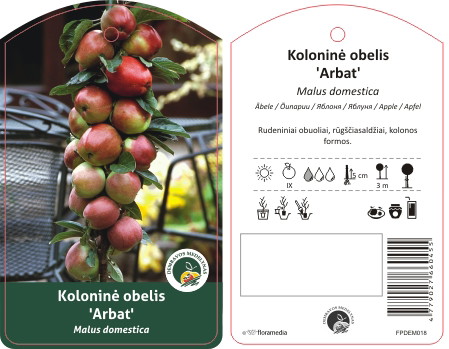 Vaismedis obelis KOLONINĖ, lot. MALUS DOMESTICA-0