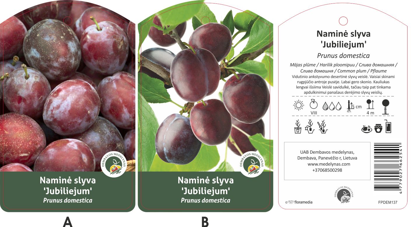 Vaismedis slyva JUBILIEJUM, lot. PRUNUS DOMESTICA-0