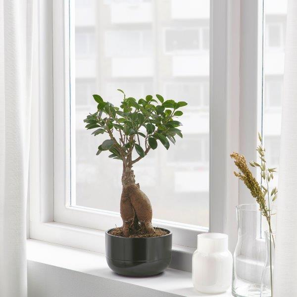 Vazoninis augalas bonsas, Ø 25, 60 cm, lot. FICUS GINSENG