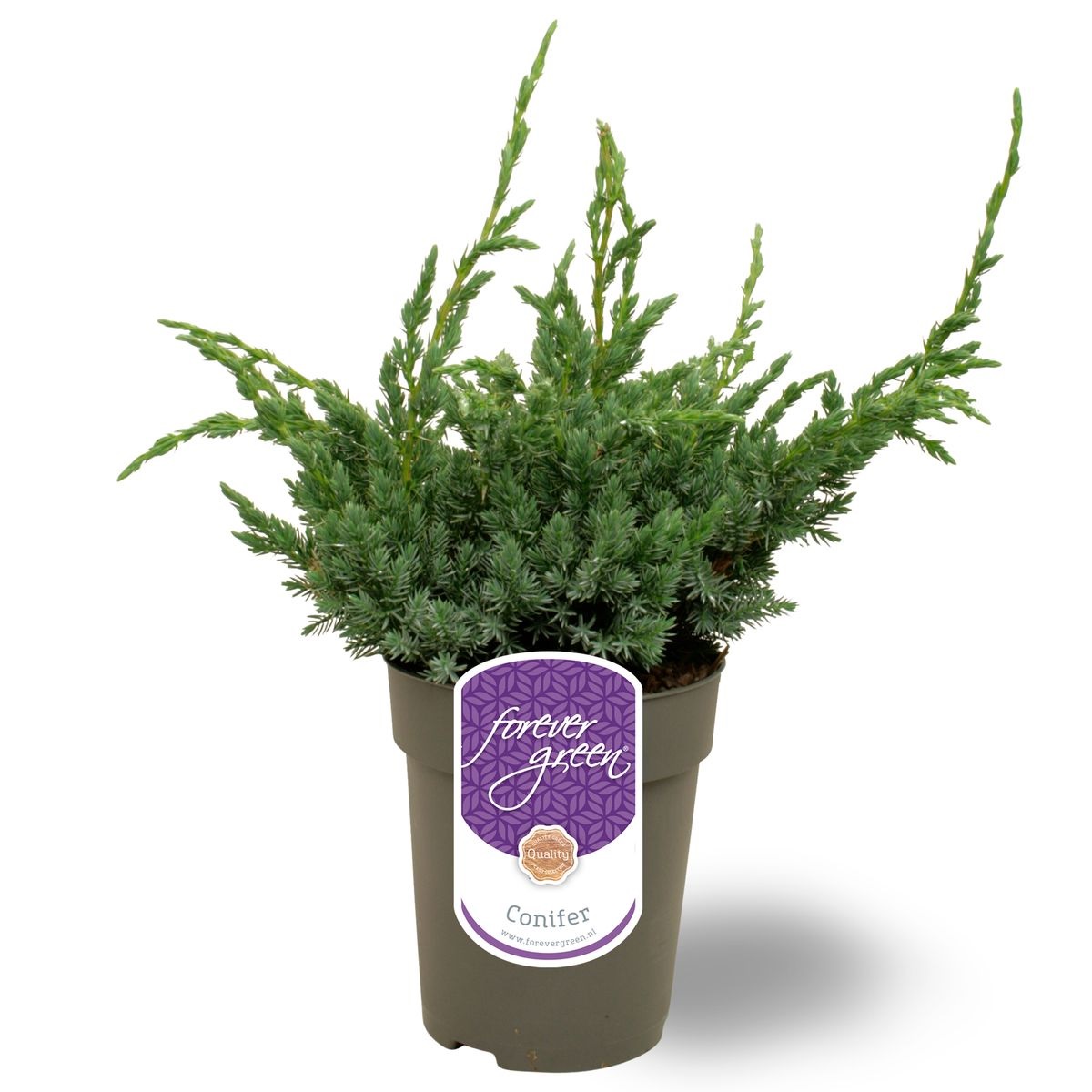 Lauko augalas žvynuotasis kadagys, Ø 15, 45 cm, lot. Juniperus squam. Meyeri-0