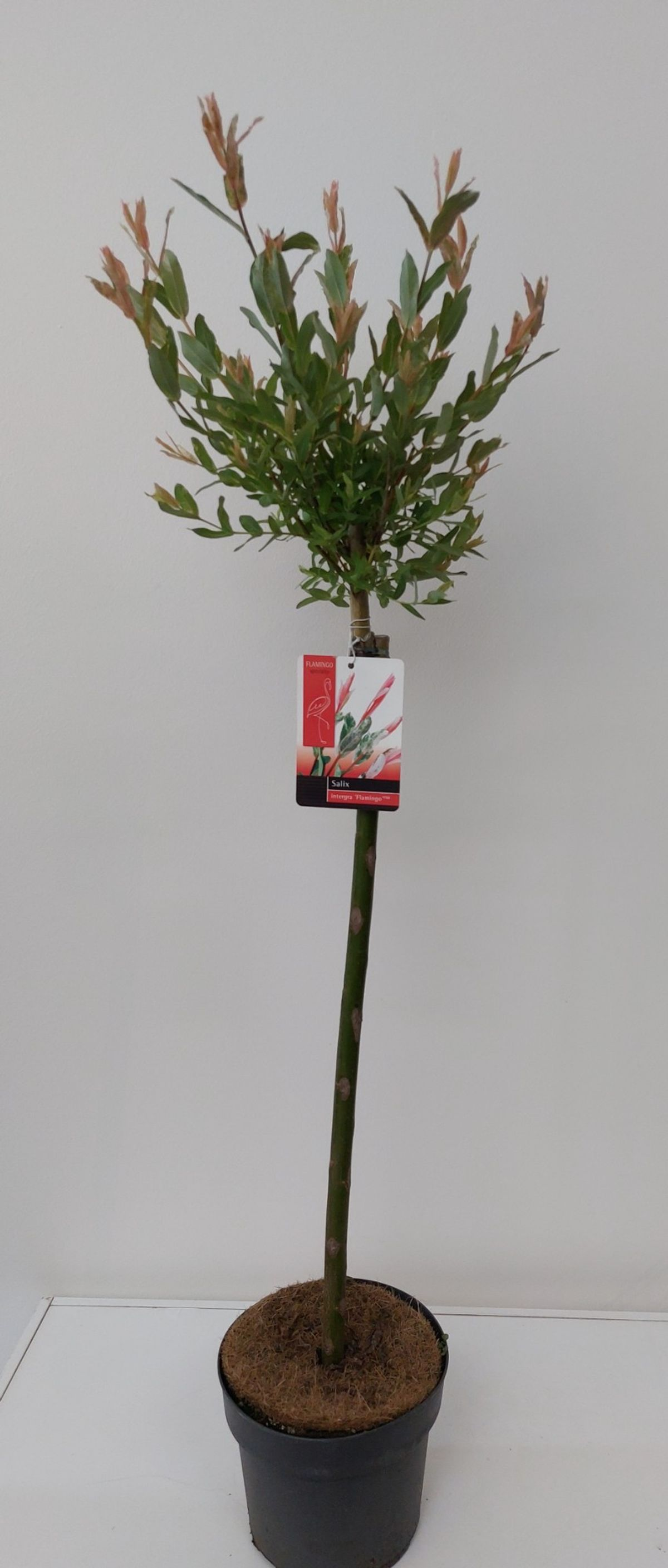 Lauko augalas gluosnis, Ø 19 cm, 100 - 110 cm, lot. SALIX FLAMINGO-0