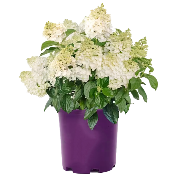 Lauko augalas hortenzija, Ø 19, 50 cm, lot. HYDRANGEA-0