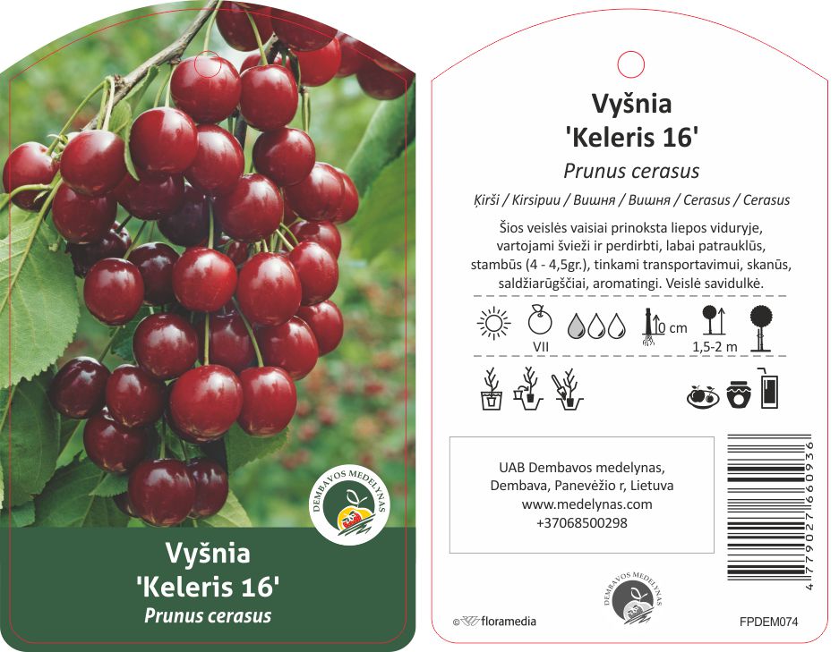 Vaismedis vyšnia KELERIS, lot. PRUNUS CERASUS-0