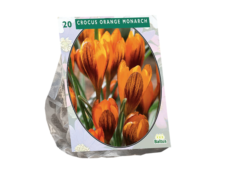 Krokų svogūnėliai, lot. CROCUS ORANGE MONARCH, 20 vnt-0