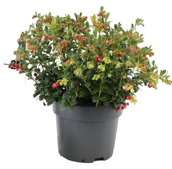 Vaiskrūmis bruknė, C 2,5, Ø 18, 30 - 40 cm,  lot. VACCINIUM VITIS-IDAEA-0