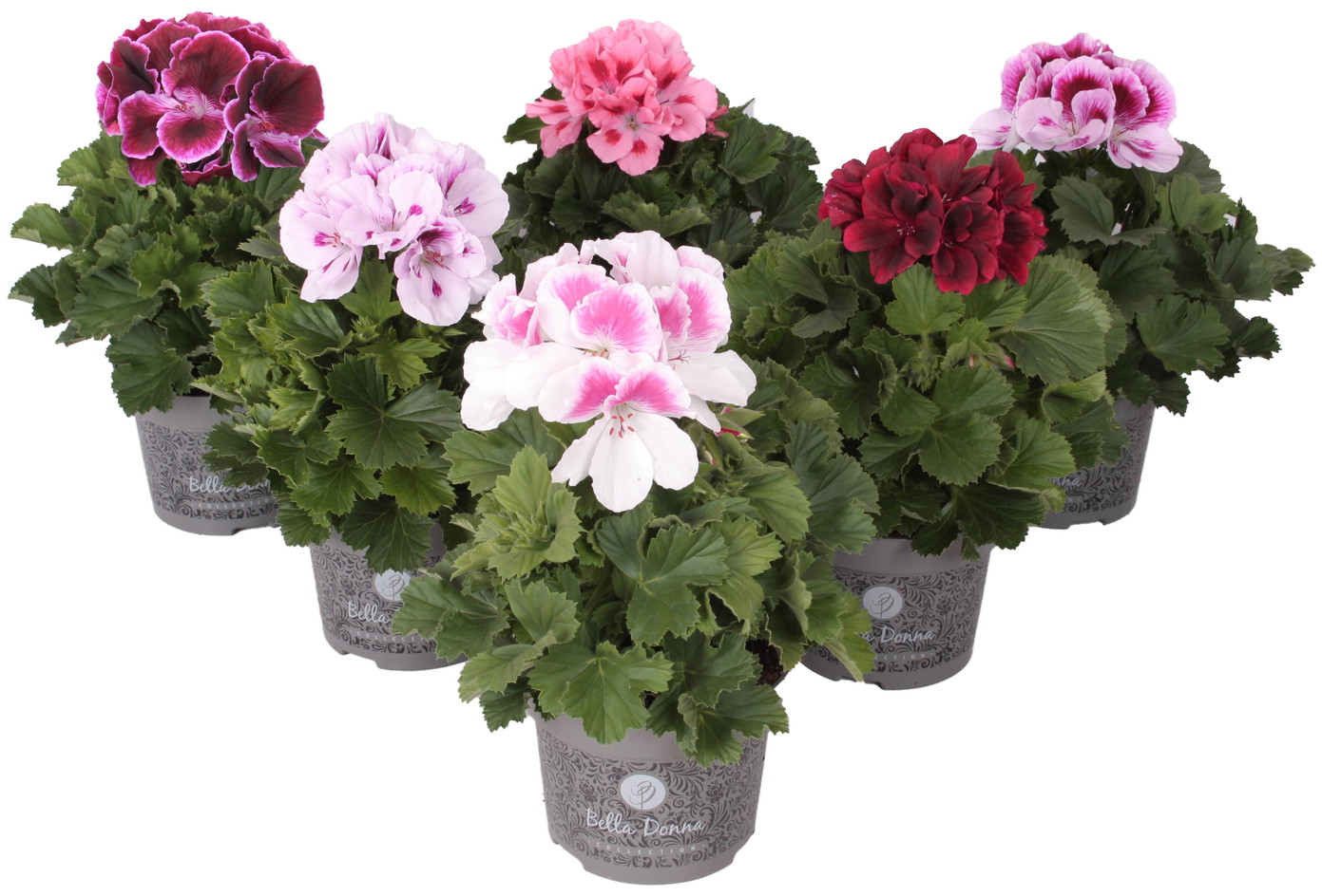 Lauko augalas pelargonija, Ø 12, 30 cm, lot. Pelargonium gra. Bella Donna-0