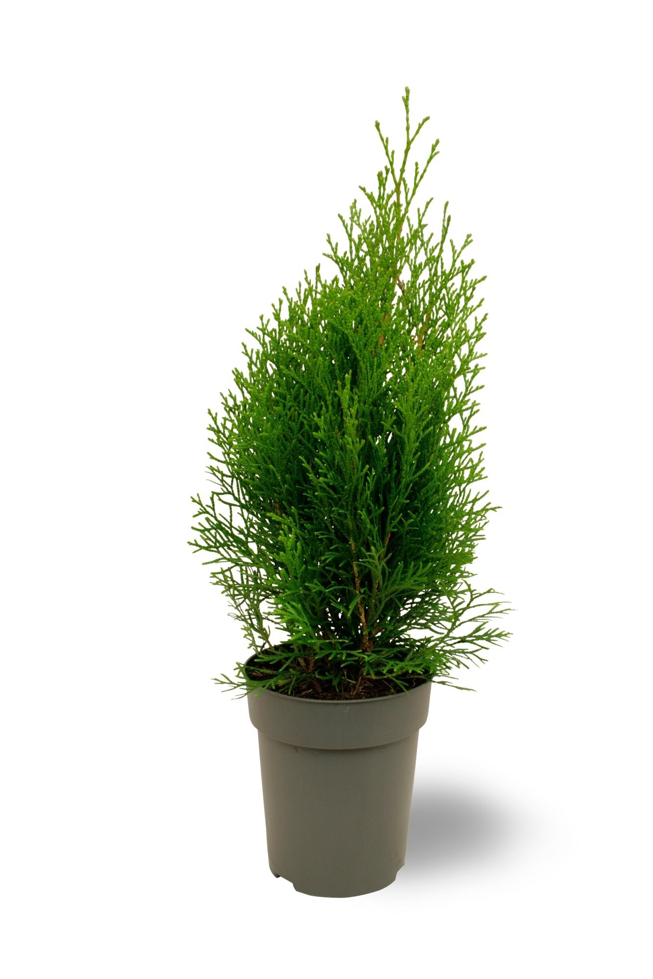 Lauko augalas tuja, auginta vazone, Ø 13, 40 - 50 cm, lot. Thuja Smaragd-0