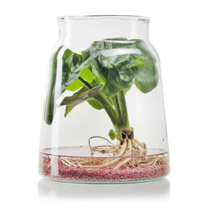 Stiklinė vaza EDDY, 17 x 22 cm - 3