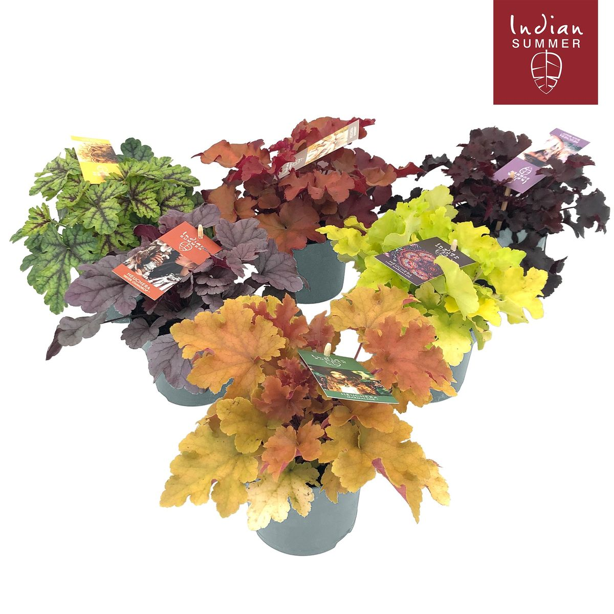 Lauko augalas alūnė, daugiametis, Ø 12 cm, 15 - 20 cm, lot. HEUCHERA INDIAN SUMMER-0