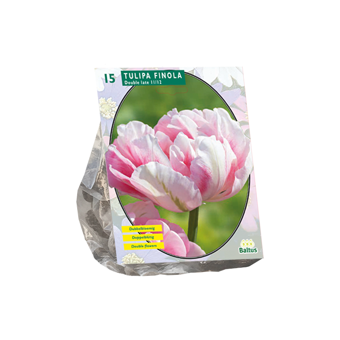 Tulpių svogūnėliai, lot. TULIPA LAAT FINOLA, 10 vnt-0