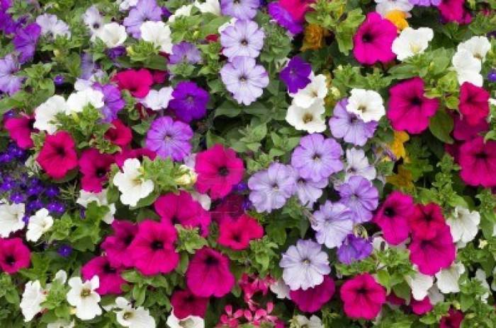 Lauko augalas petunija, Ø 9, 15 cm, lot. Petunia-0
