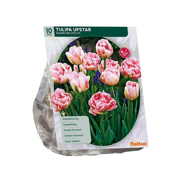 Tulpių svogūnėliai, lot. TULIPA DUBBEL LAAT UPSTAR, 10 vnt-0