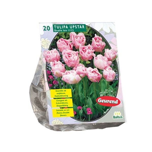 Tulpių svogūnėliai, lot. TULIPA DUBBEL LAAT UPSTAR, 10 vnt-0