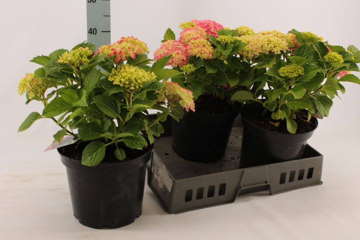 Lauko augalas didžialapė hortenzija, Ø 23 , 45 - 55 cm, lot. Hydrangea mac. Pink-0