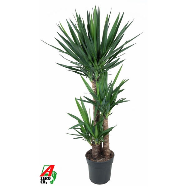 Vazoninis augalas juka, Ø27, 150 - 160 cm, lot. YUCCA-0