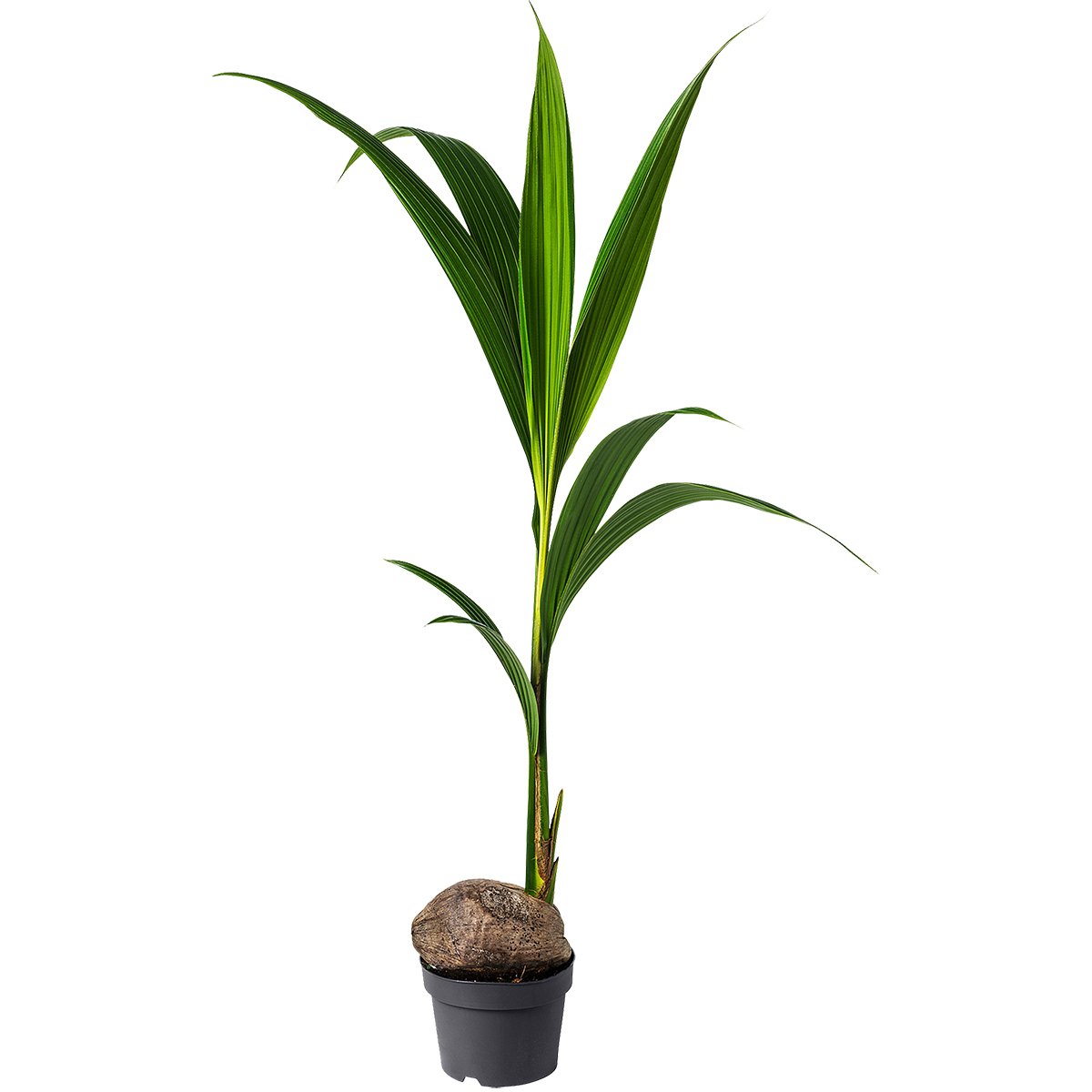 Vazoninis augalas kokosas, Ø 19, 130 cm, lot. COCOS