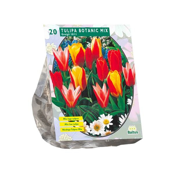Tulpių svogūnėliai, lot. TULIPA GREIGII MIX, 10 vnt-0