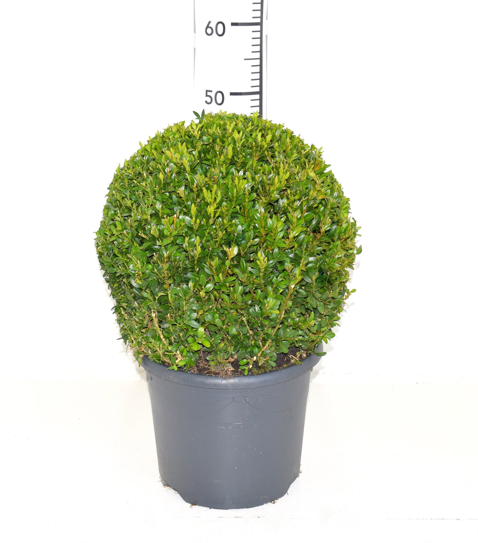 Lauko augalas buksmedis, Ø 26, 40 cm, lot. Buxus semp. Ball-0