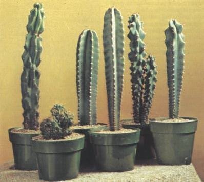 Vazoninis augalas kaktusas, Ø 13, 25 cm, lot. CACTUS