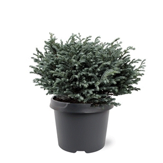 Lauko augalas puskiparisis, Ø 19, 25 cm, lot. Chamaecyparis pis. Blue Moon-0