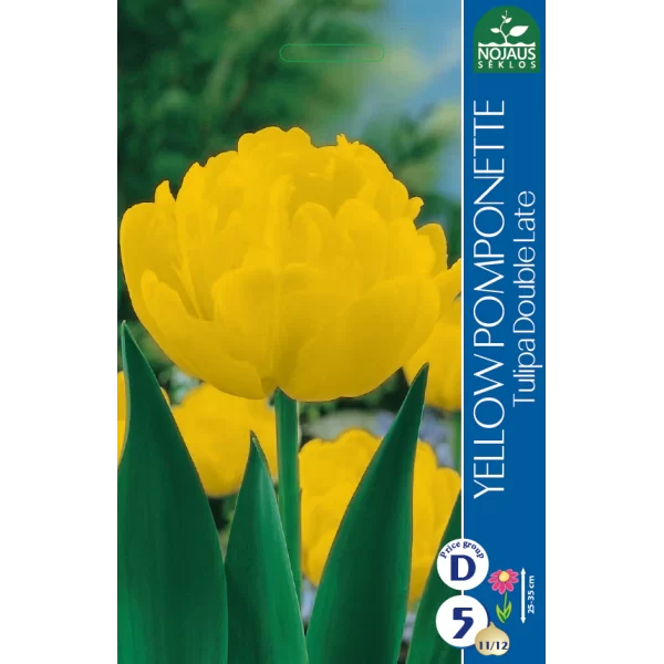 Tulpių svogūnėliai, lot. TULIPA YELLOW POMPONETTE, 5 vnt-0