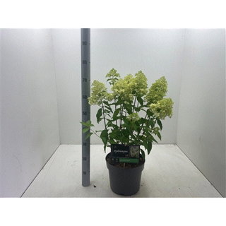 Lauko augalas šluotelinė hortenzija, Ø 27, 80 cm, lot. Hydrangea pan. Phanton-0
