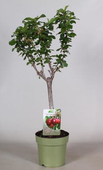 Vaismedis trešnė Krupnaplodnaja, lot. PRUNUS AVIUM-0