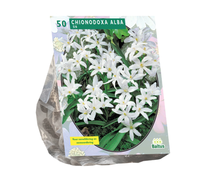 Sniegžydrių svogūnėliai, lot. CHIONODOXA ALBA, 100 vnt-0