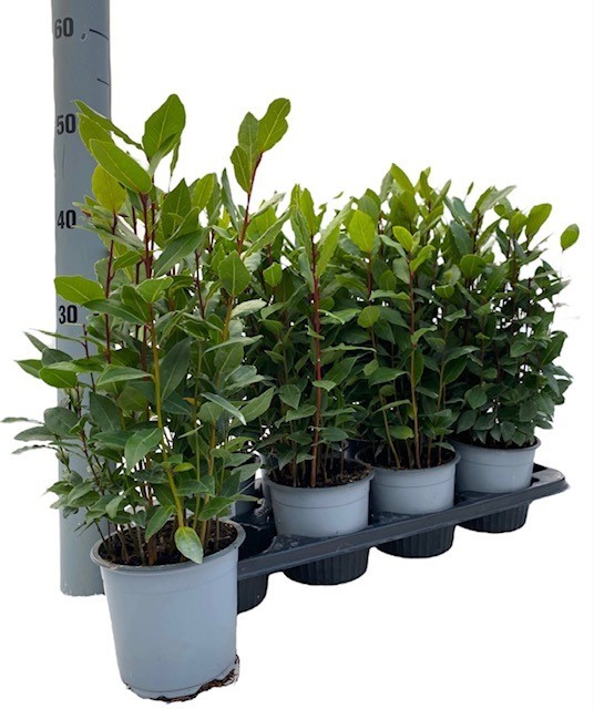 Vazoninis augalas lauramedis, Ø 14, 40 cm, lot. LAURUS NOBILIS-0