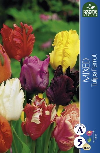 Tulpių svogūnėliai, lot. Tulipa Parrot, 5 vnt.