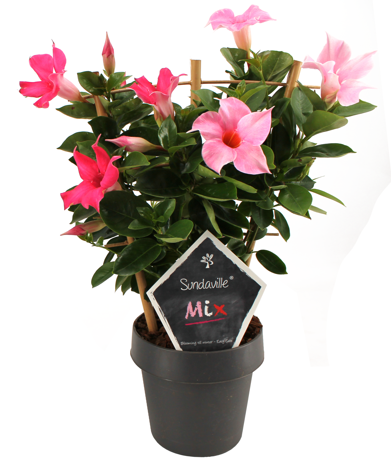 Lauko augalas mandevila, Ø 14, 30 cm, lot. MANDEVILLA-1