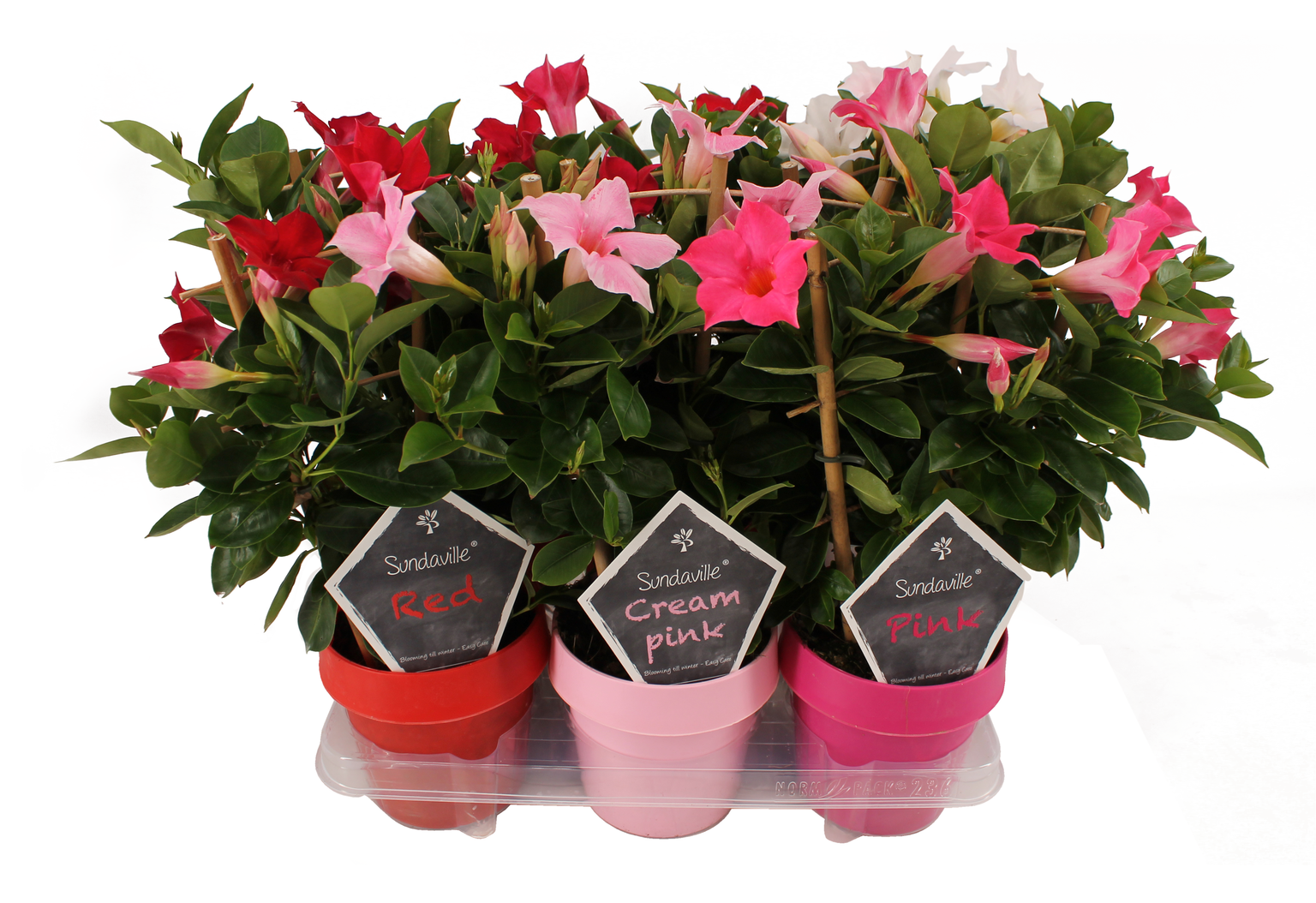 Lauko augalas mandevila, Ø 14, 30 cm, lot. MANDEVILLA-0