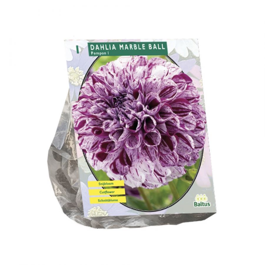 Jurginų svogūnėlis, lot. DAHLIA POMPON MARBLE BALL, 1 vnt