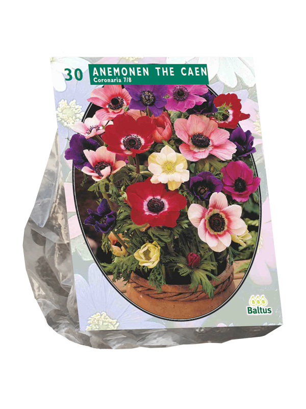 Plukių svogūnėliai, lot. ANEMONE DE CAEN MIX, 30 vnt-0