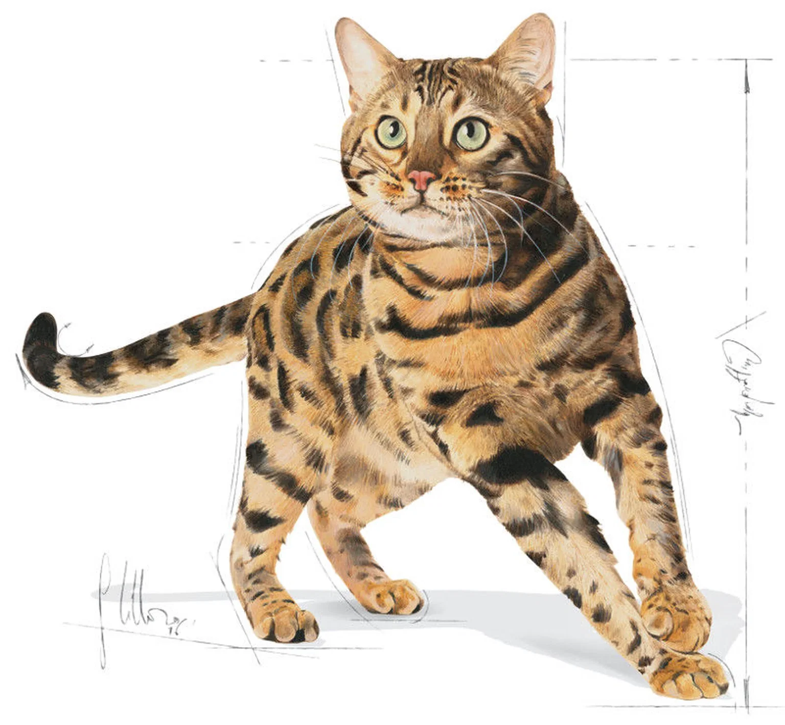 Sausas kačių ėdalas ROYAL CANIN FBN Bengal, 2 kg-1