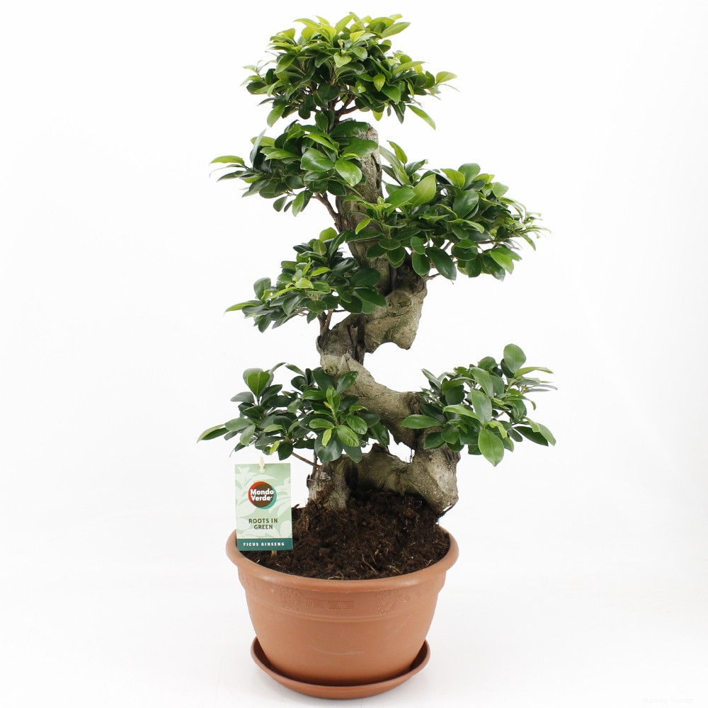 Vazoninis augalas fikusas, vazone Ø 27, 70 cm, lot. FICUS GINSENG S TYPE CERAMIC-0