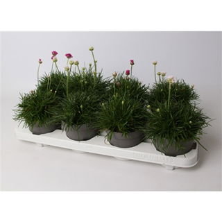 Lauko augalas gvaizdūnė, daugiametis, Ø 13, 25 cm, lot. Armeria mix