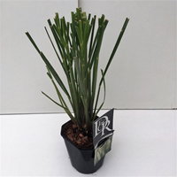 Lauko augalas kortaderija, Ø 17, 50 cm, lot. Cortaderia selloana Pumila-0