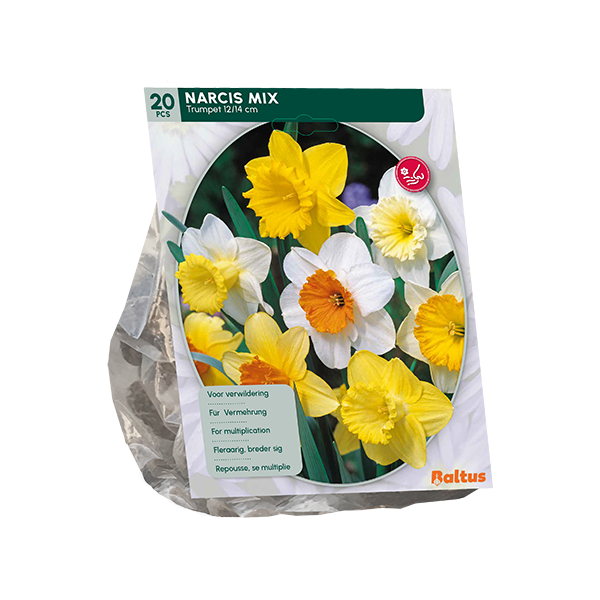 Narcizų svogūnėliai, lot. NARCIS TROMPET MIX, 15 vnt-0