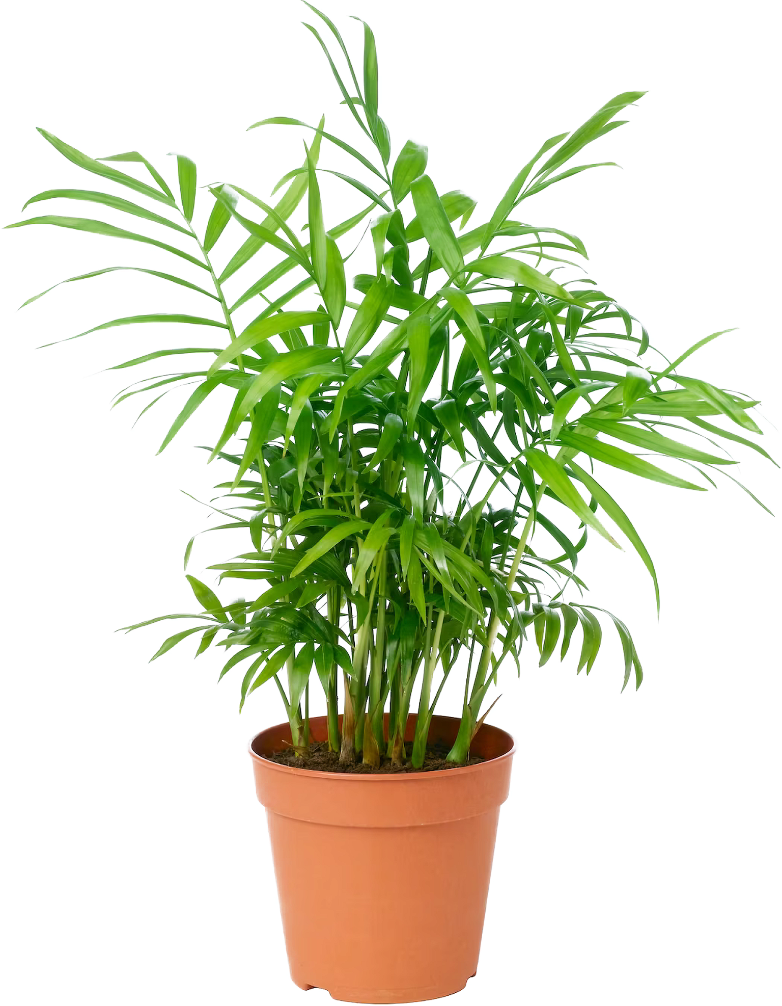 Vazoninis augalas palmikė, Ø 12, 35 cm, lot. CHAMAEDOREA  ELEGANS