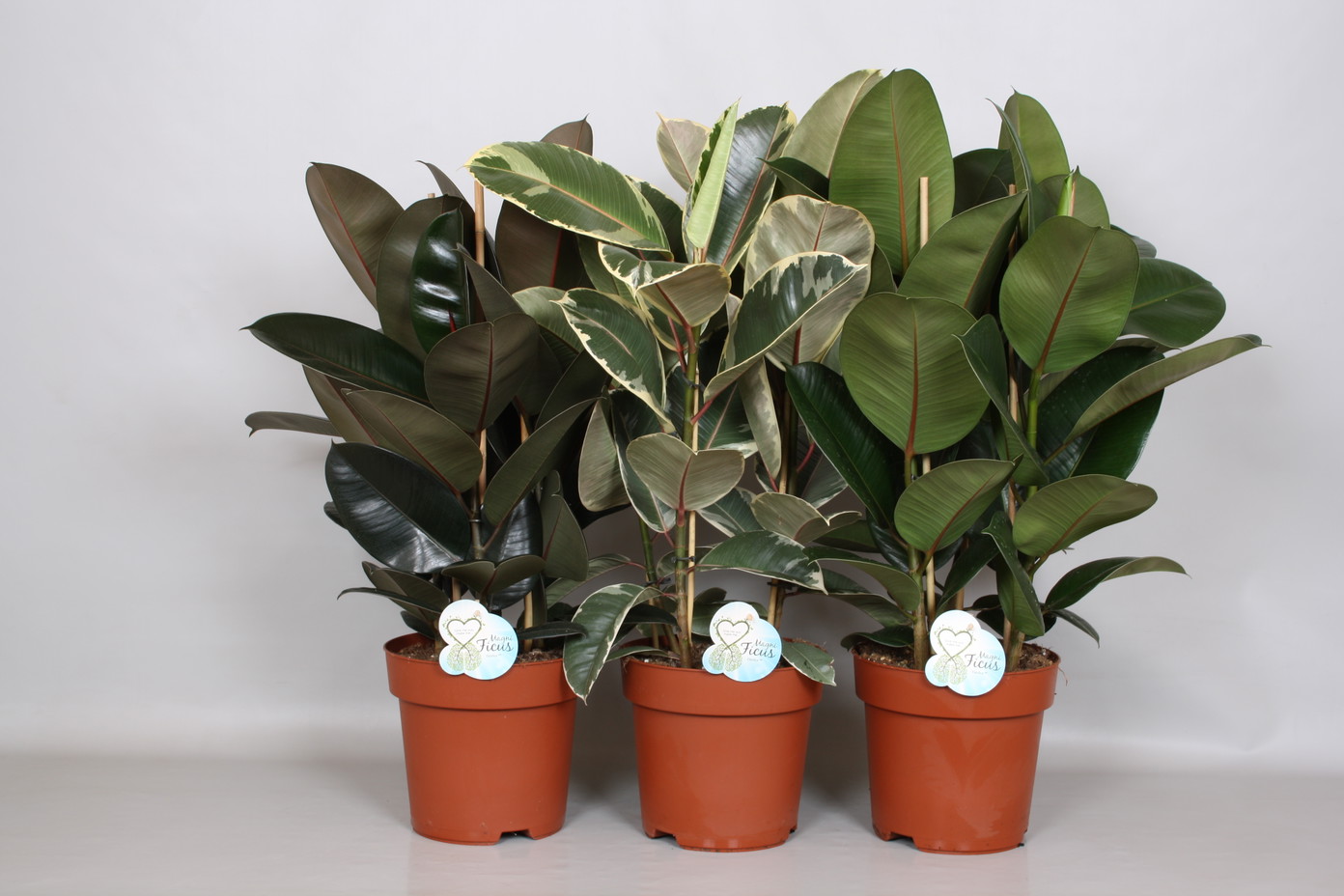 Vazoninis augalas fikusas, Ø 24, 75 cm, lot. FICUS ELASTICA-0