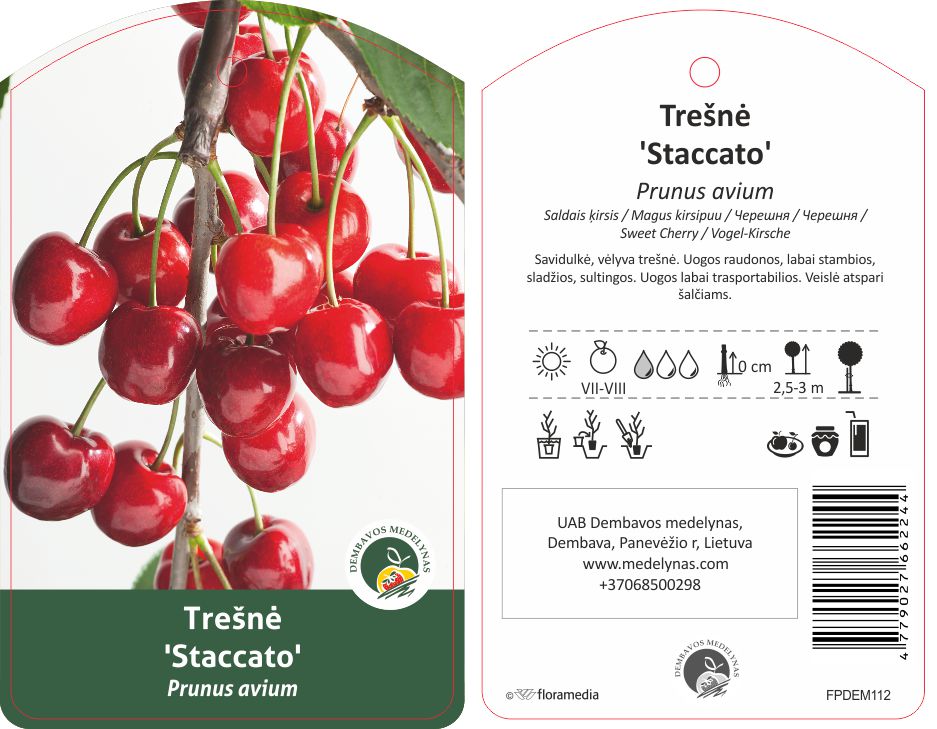 Vaismedis trešnė STACATO, lot. PRUNUS AVIUM-0