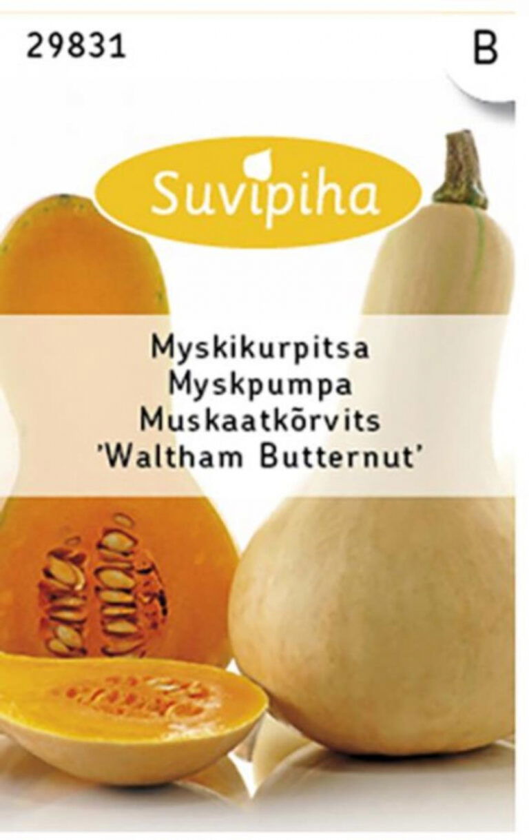 Muskusinių moliūgų sėklos WALTHAM BUTTERNUT, 1,5 g