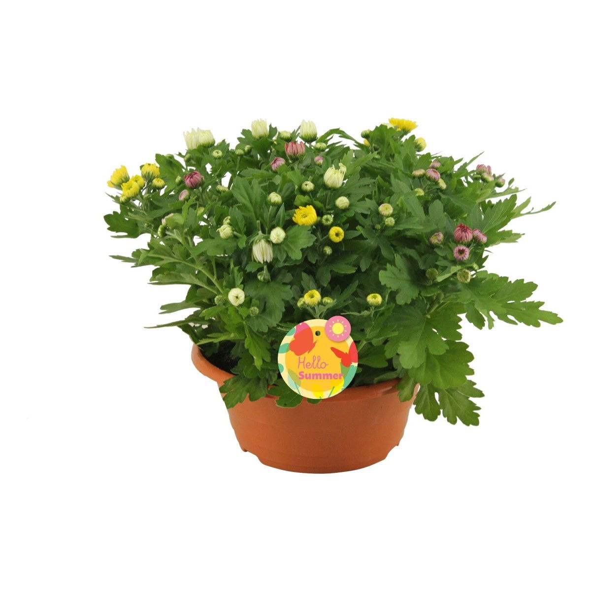 Lauko augalas chrizantema, Ø 12, 25 cm, lot. CHRYSANTHEMUM MIX IN POT - 1