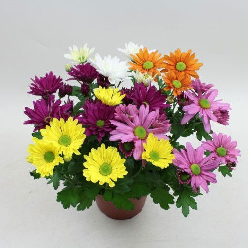 Lauko augalas chrizantema, Ø 12, 25 cm, lot. CHRYSANTHEMUM MIX IN POT - 2