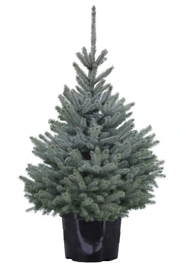 Dygioji sidabrinė eglė auginta vazone, iki 80 cm, lot. PICEA PUNGENS-0