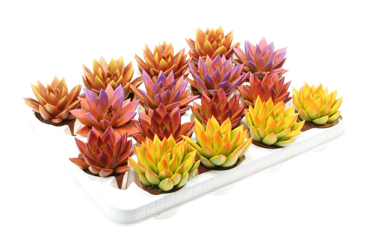 Vazoninis augalas eševerija, Ø 6, 8 cm, lot. ECHEVERIA RAINBOW