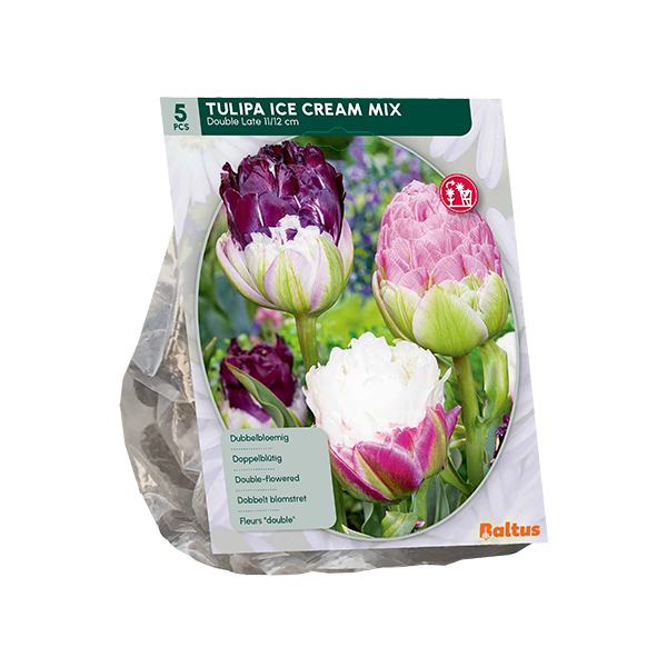 Tulpių svogūnėliai, lot. TULIPA ICE CREAM MIX, 5 vnt-0